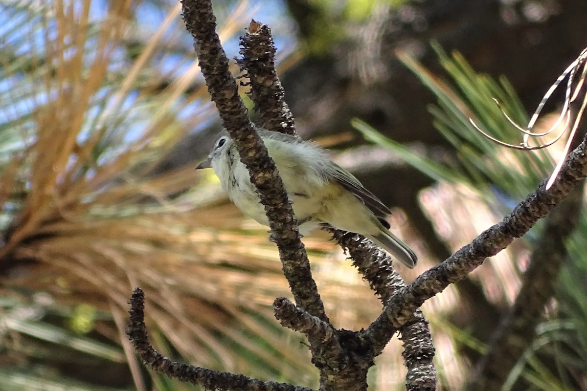 Cassin's Vireo - ML251954501