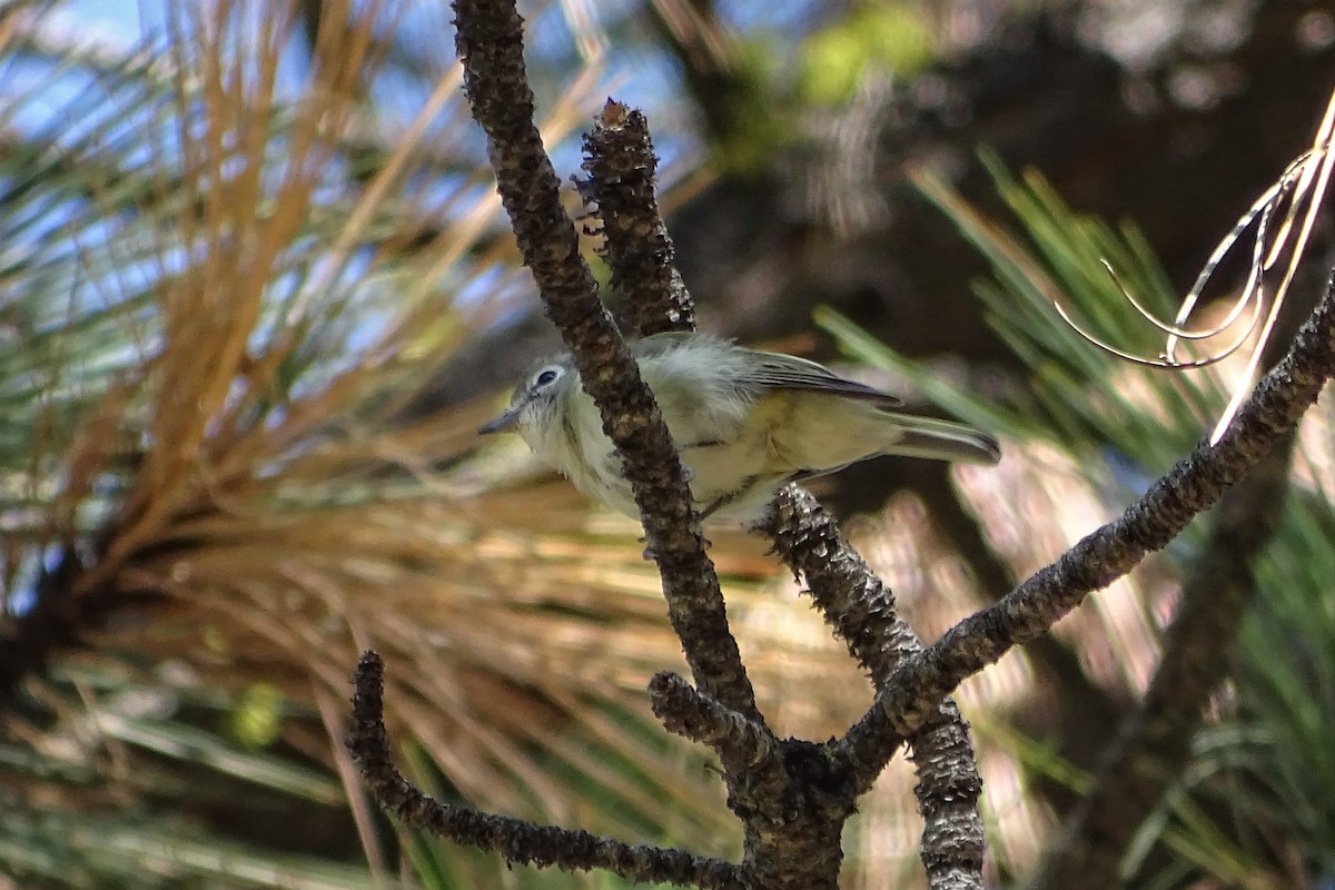 Cassin's Vireo - ML251954521