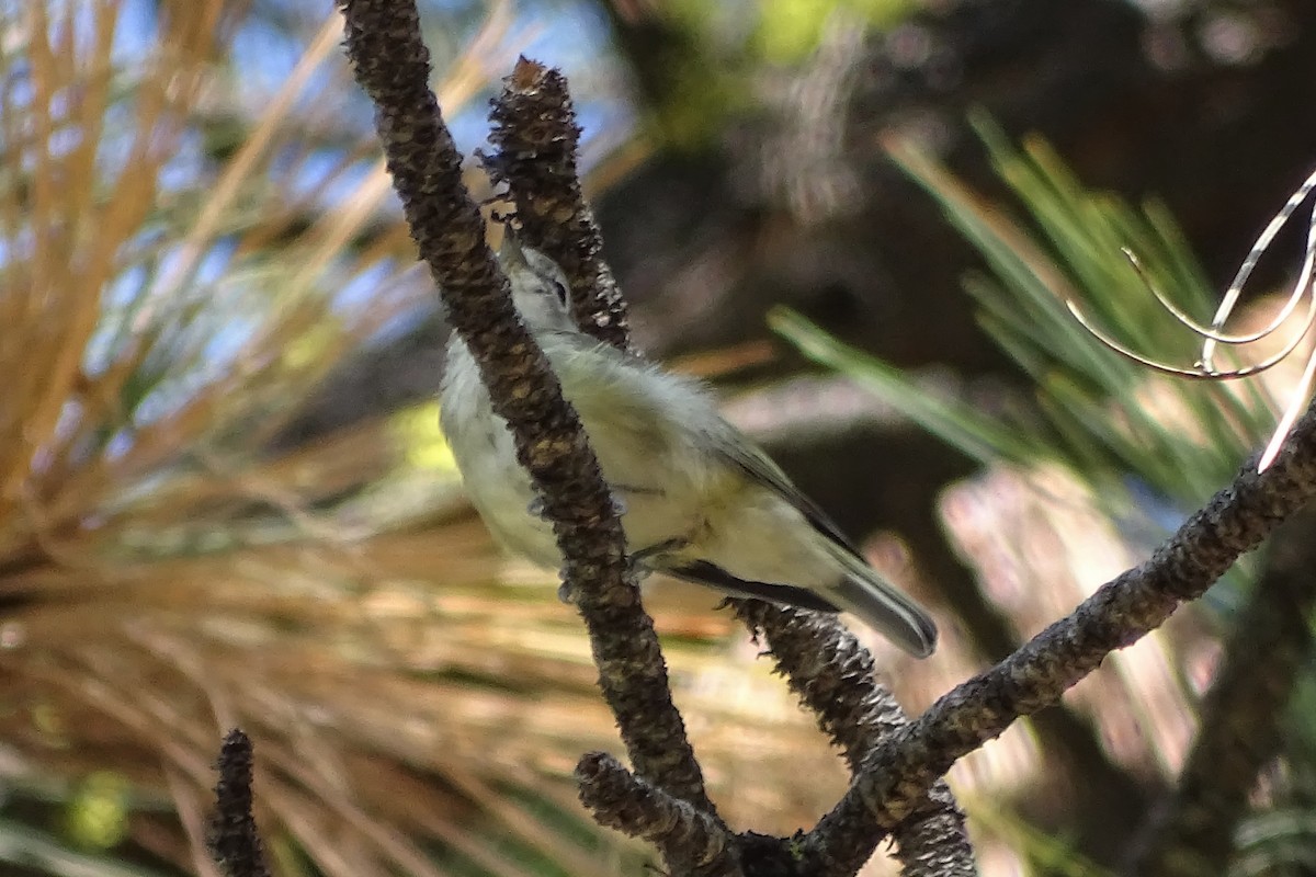Cassin's Vireo - ML251954561