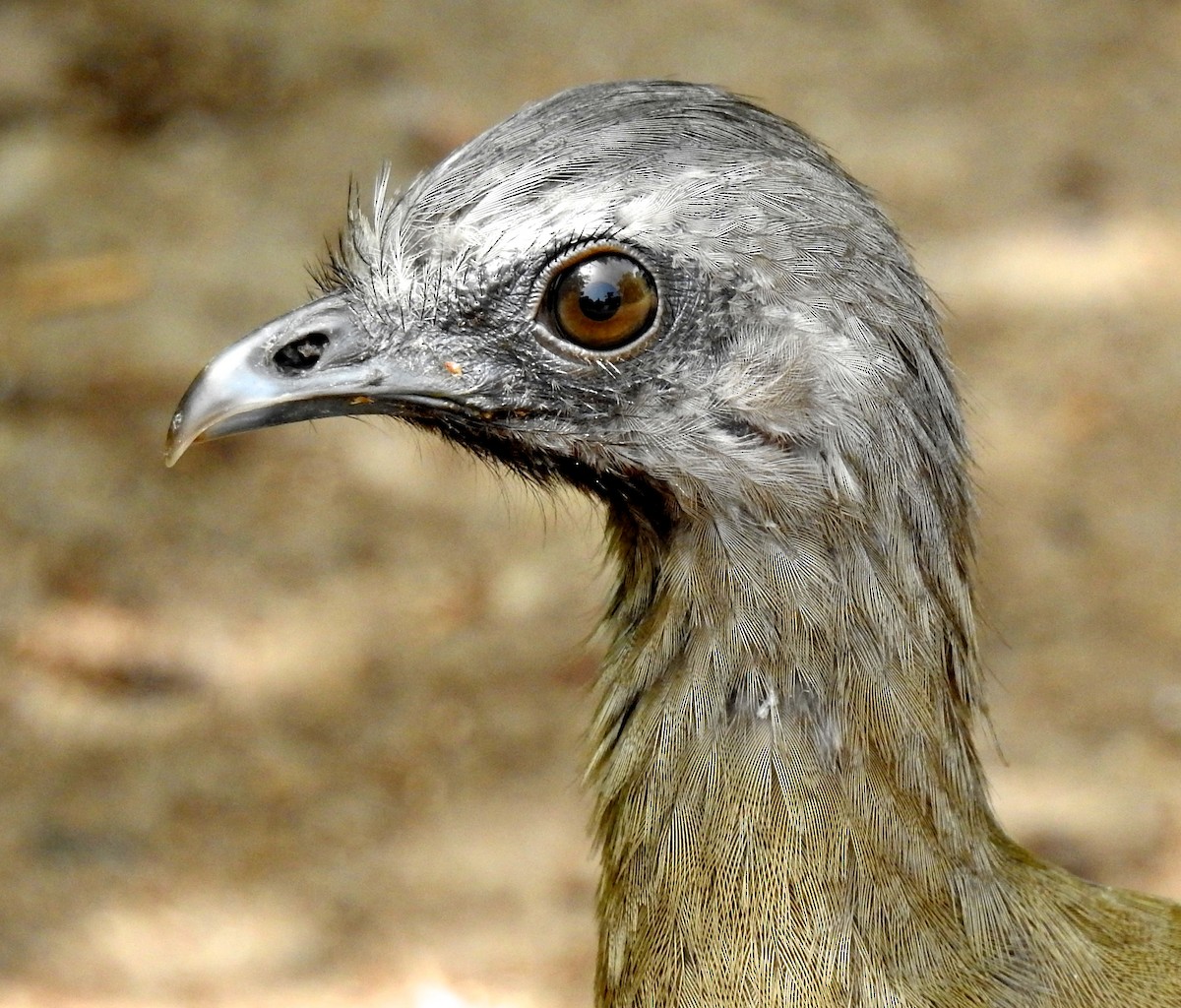 Plain Chachalaca - Gillian Kirkwood