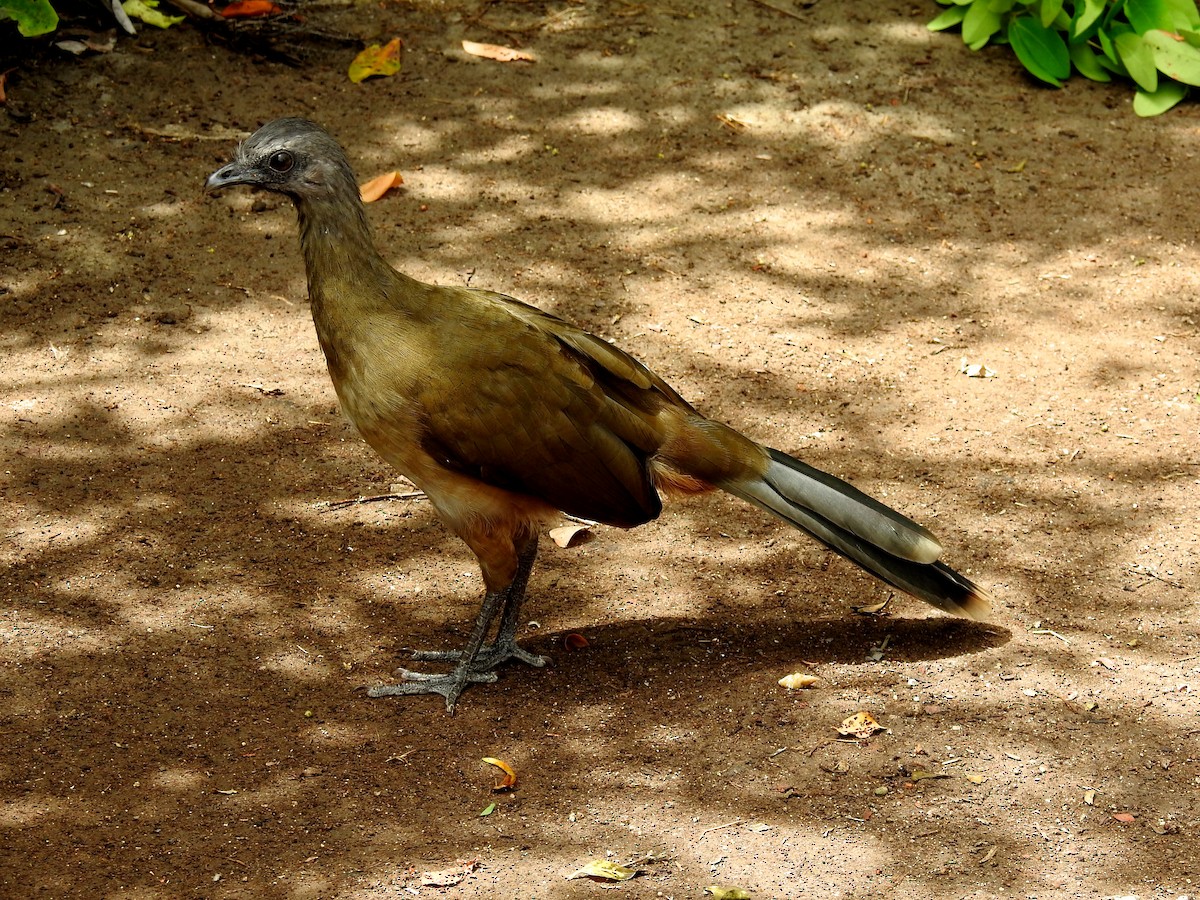 Plain Chachalaca - ML251957101