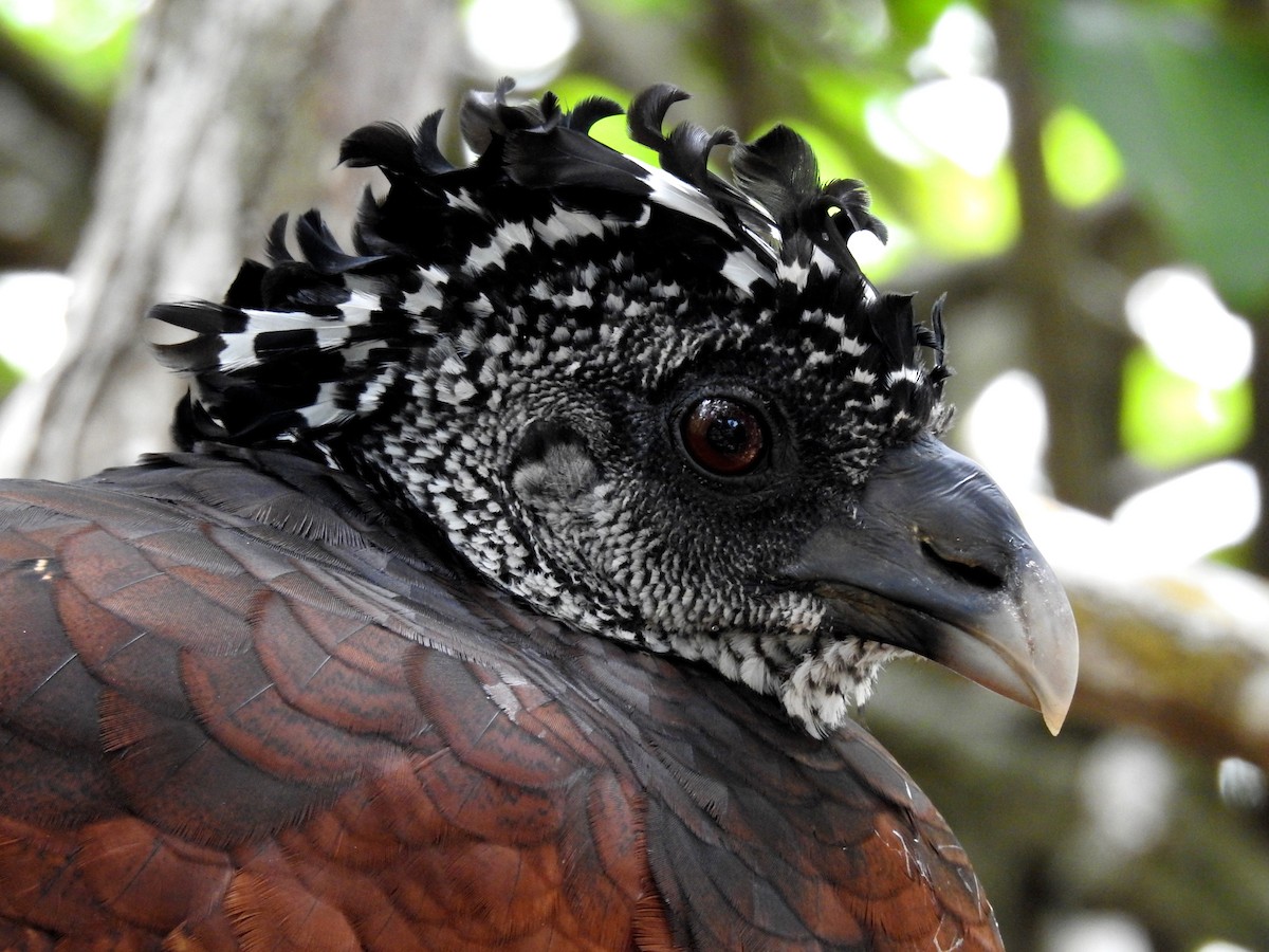 Great Curassow - ML251957541