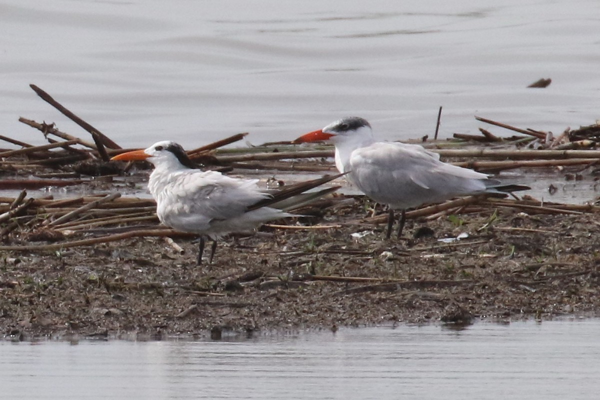 Royal Tern - Dan Jones