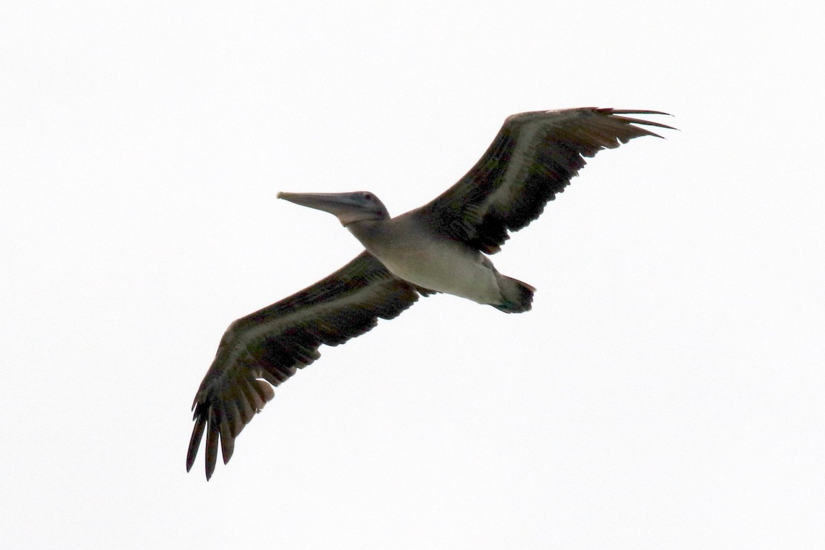 Brown Pelican - ML251958941