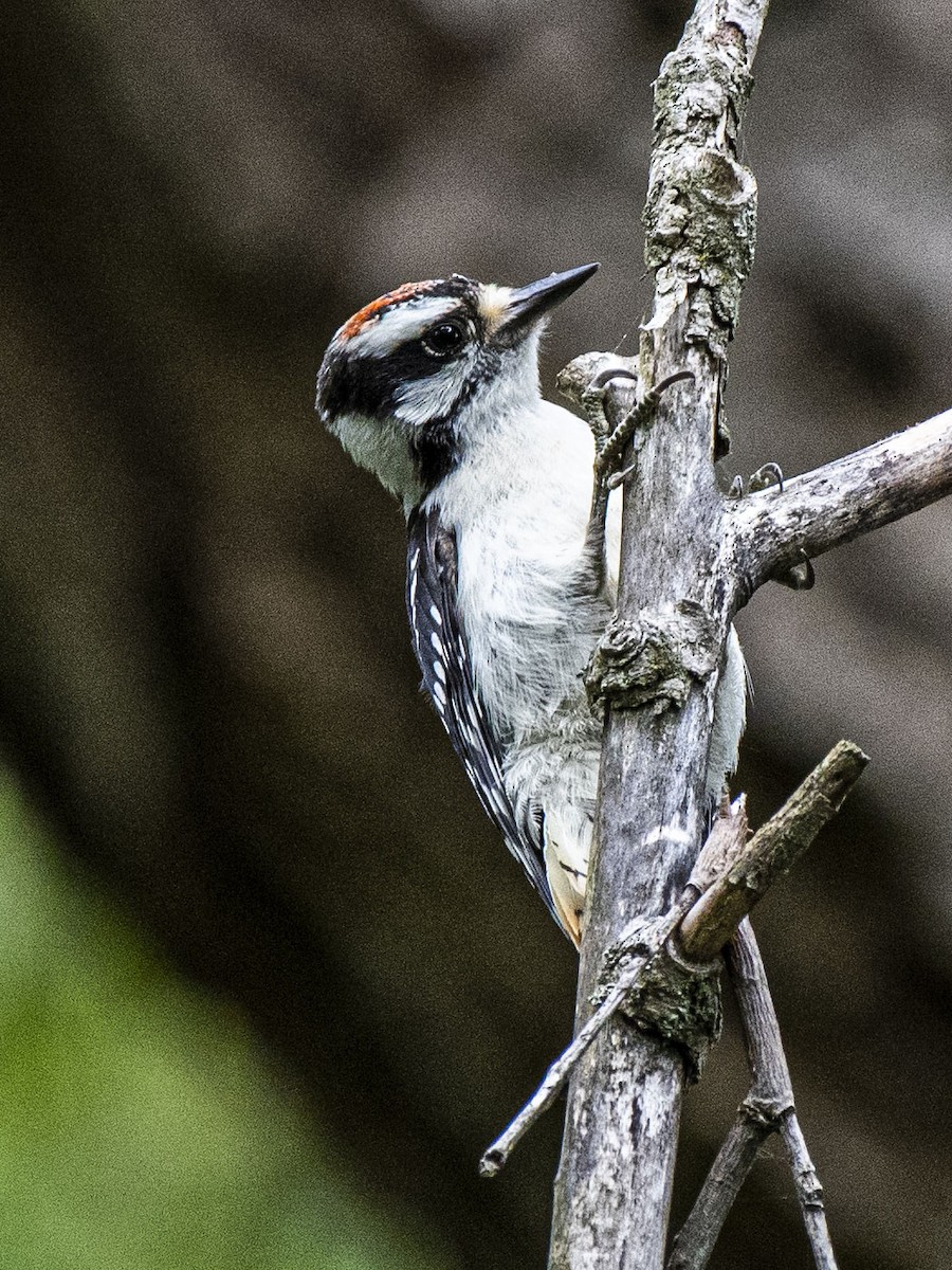 Downy Woodpecker - Estela Quintero-Weldon