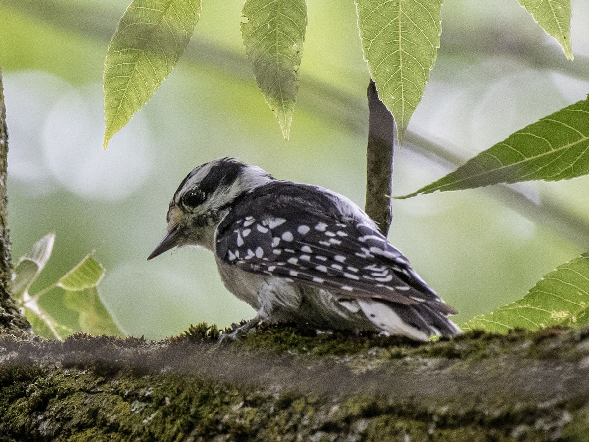 Downy Woodpecker - Estela Quintero-Weldon