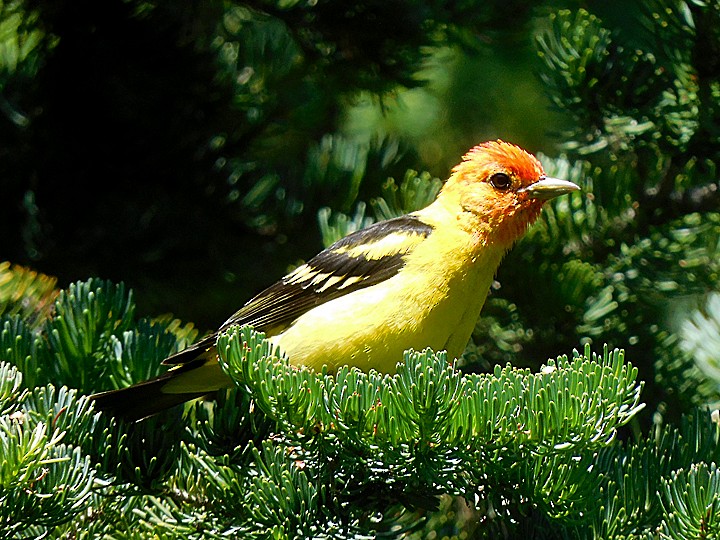 Western Tanager - ML251959561