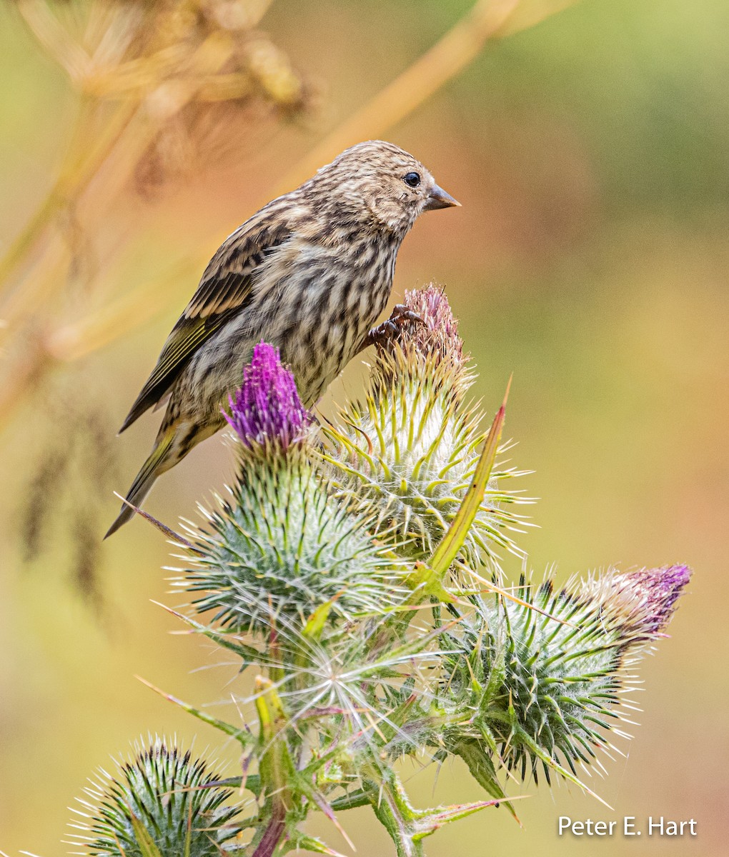 Pine Siskin - Peter Hart