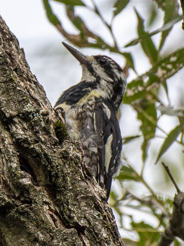 Yellow-bellied Sapsucker - Estela Quintero-Weldon