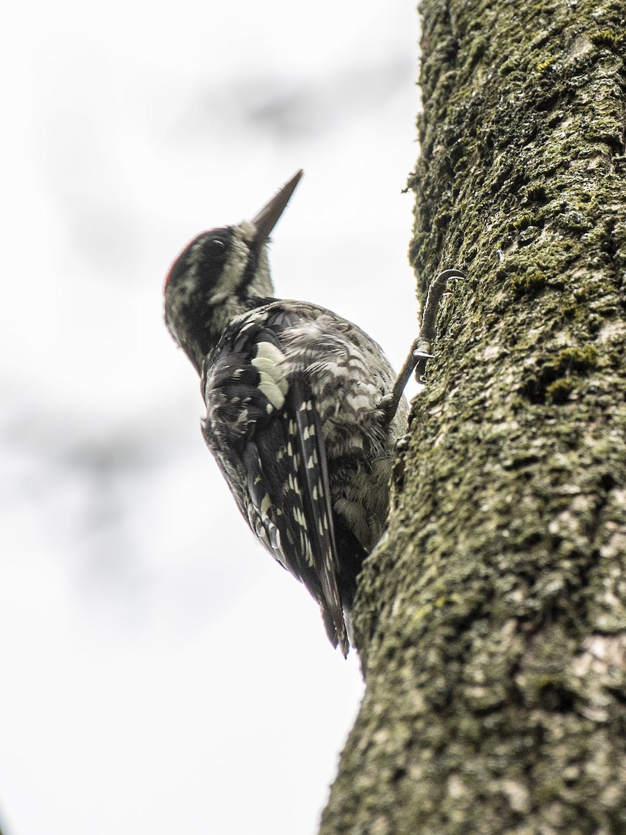 Yellow-bellied Sapsucker - Estela Quintero-Weldon