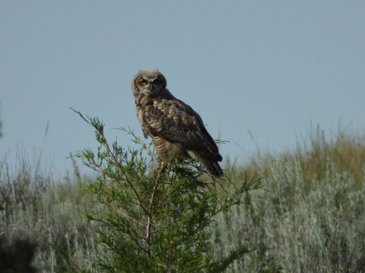 Great Horned Owl - ML251961681