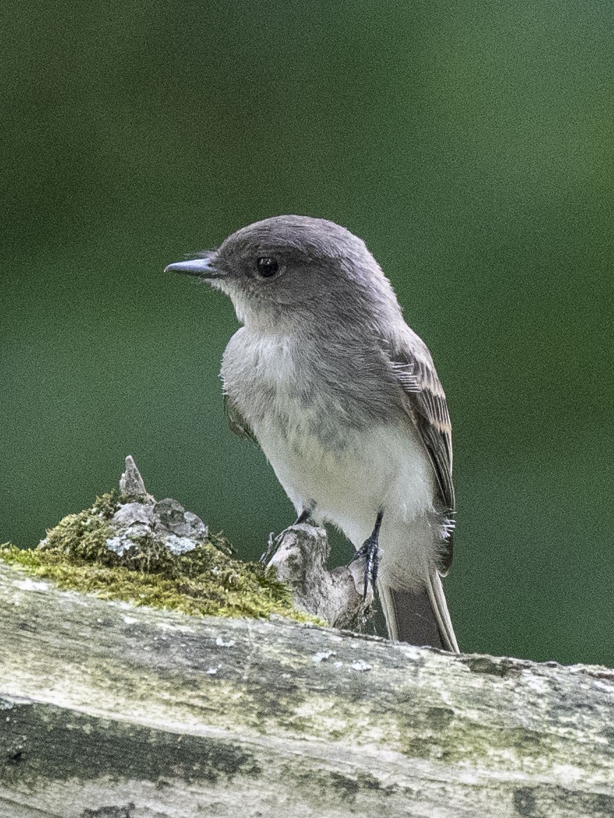 Eastern Phoebe - Estela Quintero-Weldon