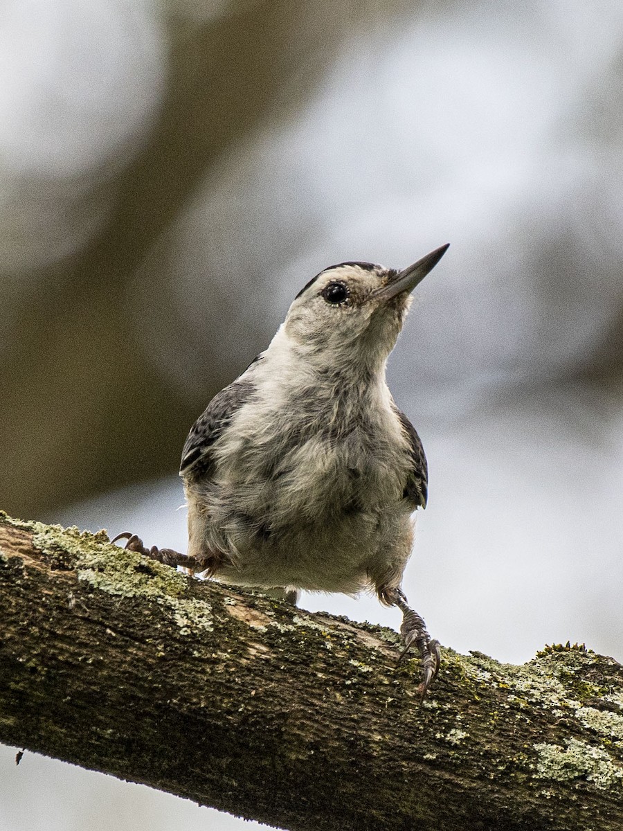 White-breasted Nuthatch - ML251962681