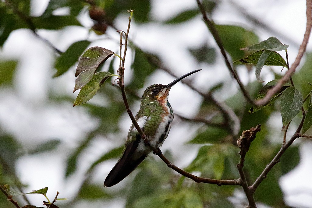 kolibřík lesklý - ML251963601