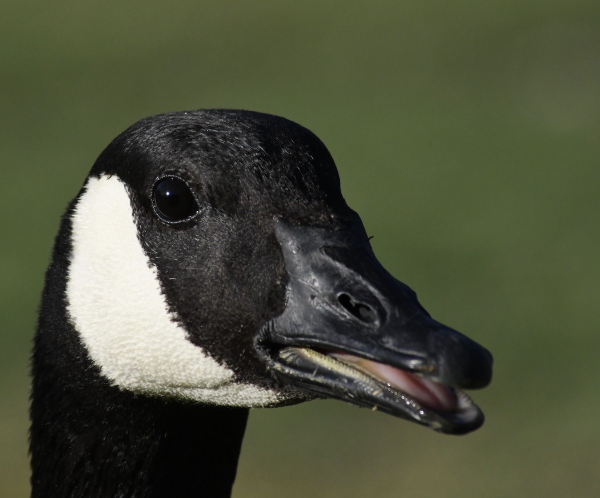 Canada Goose - Katie Warner