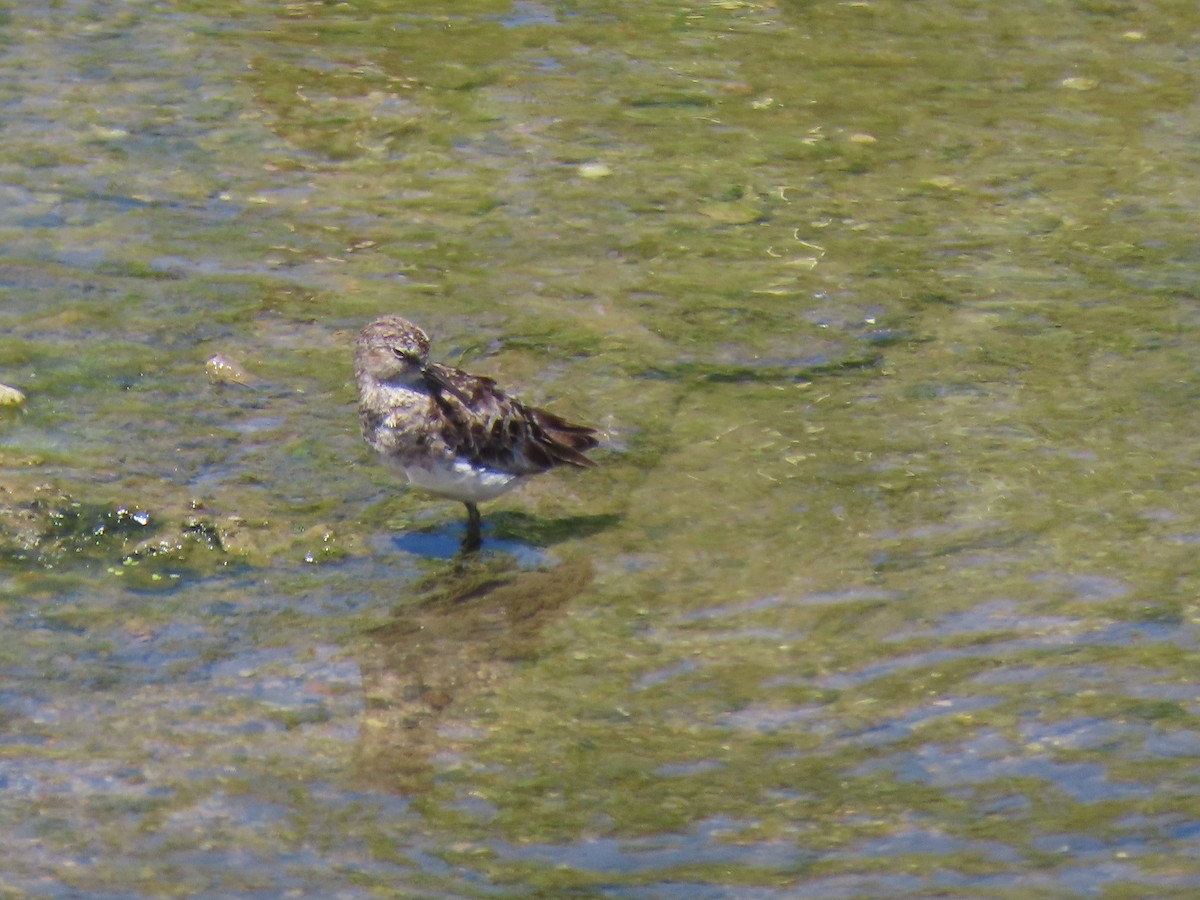 pygmésnipe - ML251964261