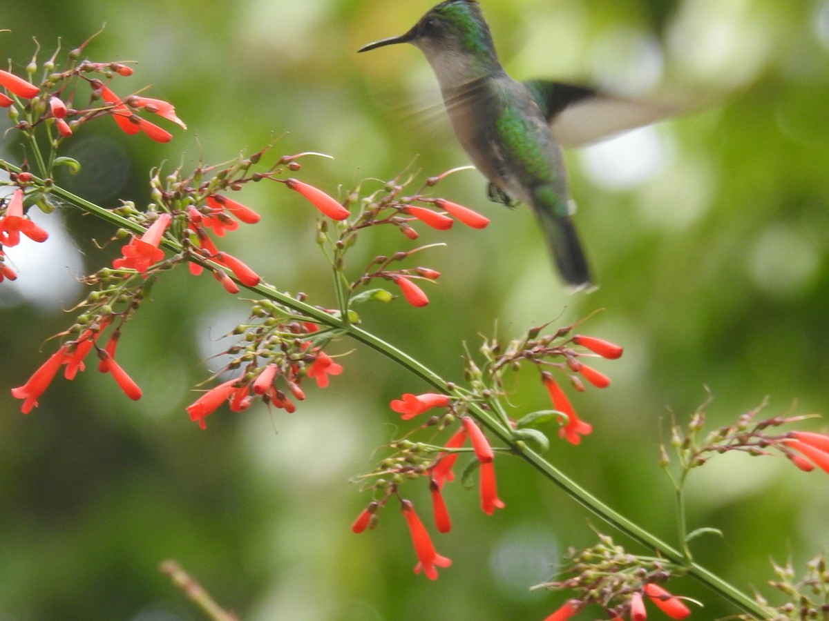 Antillean Crested Hummingbird - Dennis S Main