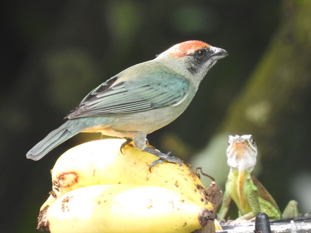 Lesser Antillean Tanager - ML251965191