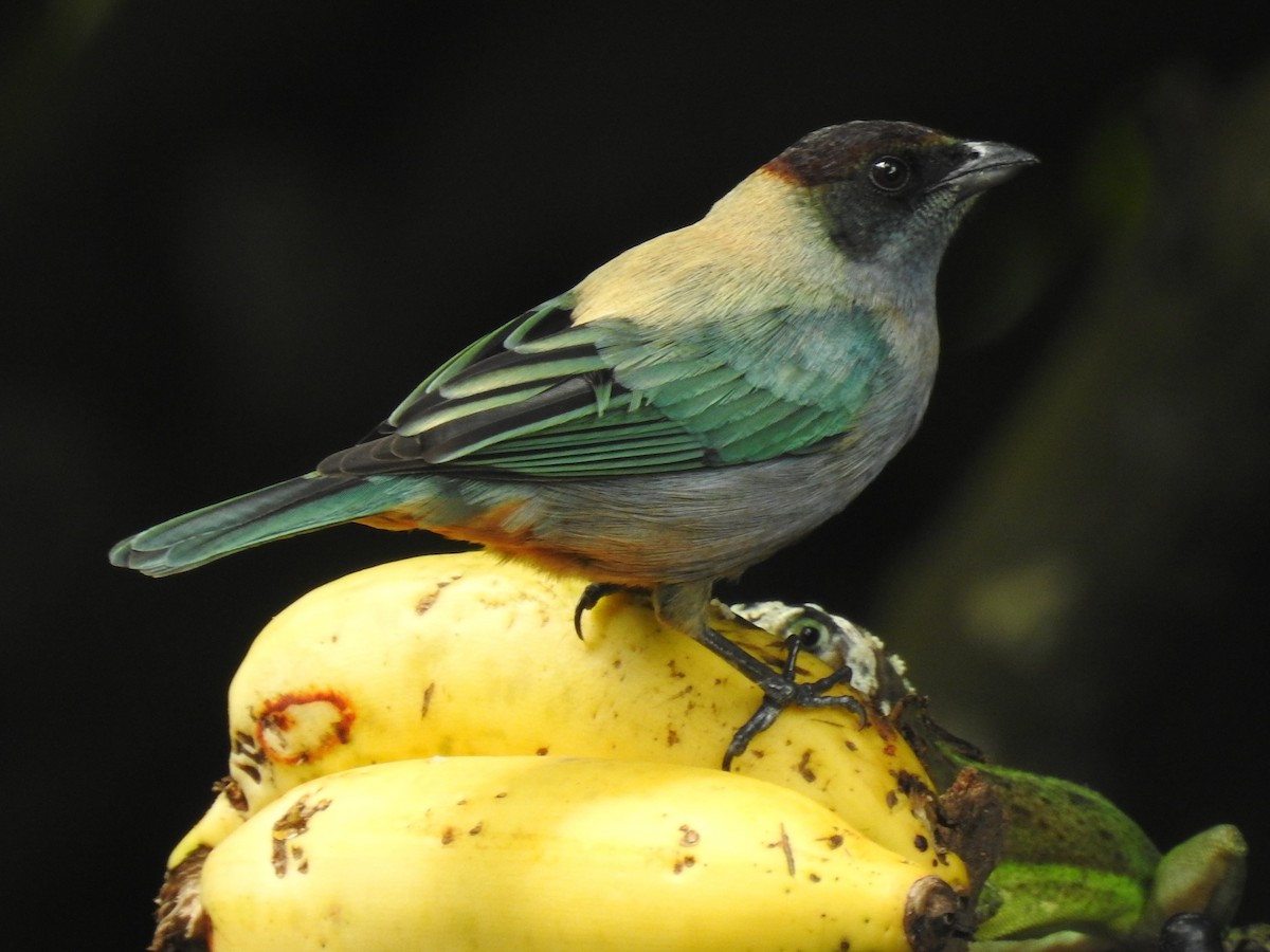 Lesser Antillean Tanager - ML251965591