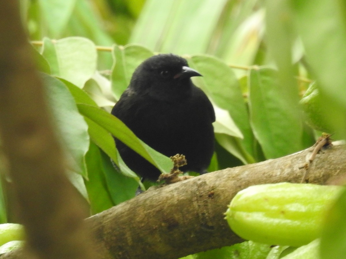 Bananaquit (Grenada) - Dennis S Main