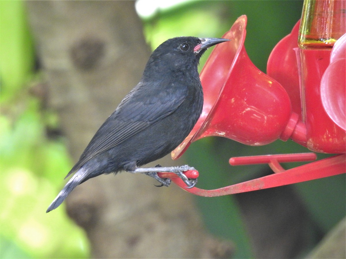 Bananaquit (Grenada) - Dennis S Main