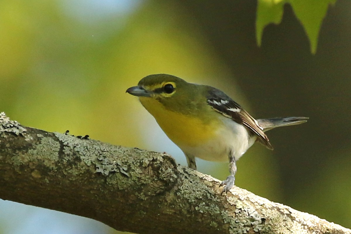 Yellow-throated Vireo - ML251965851