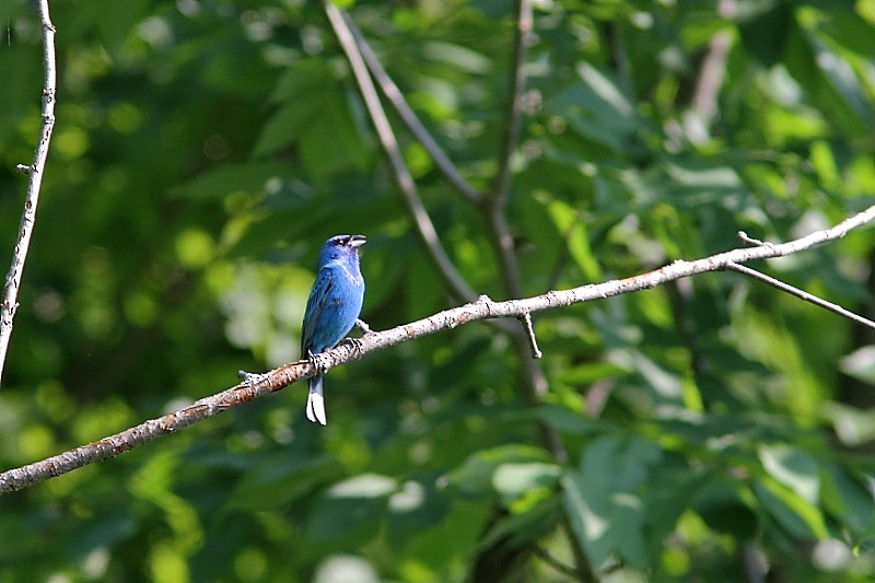 Indigo Bunting - ML251966821