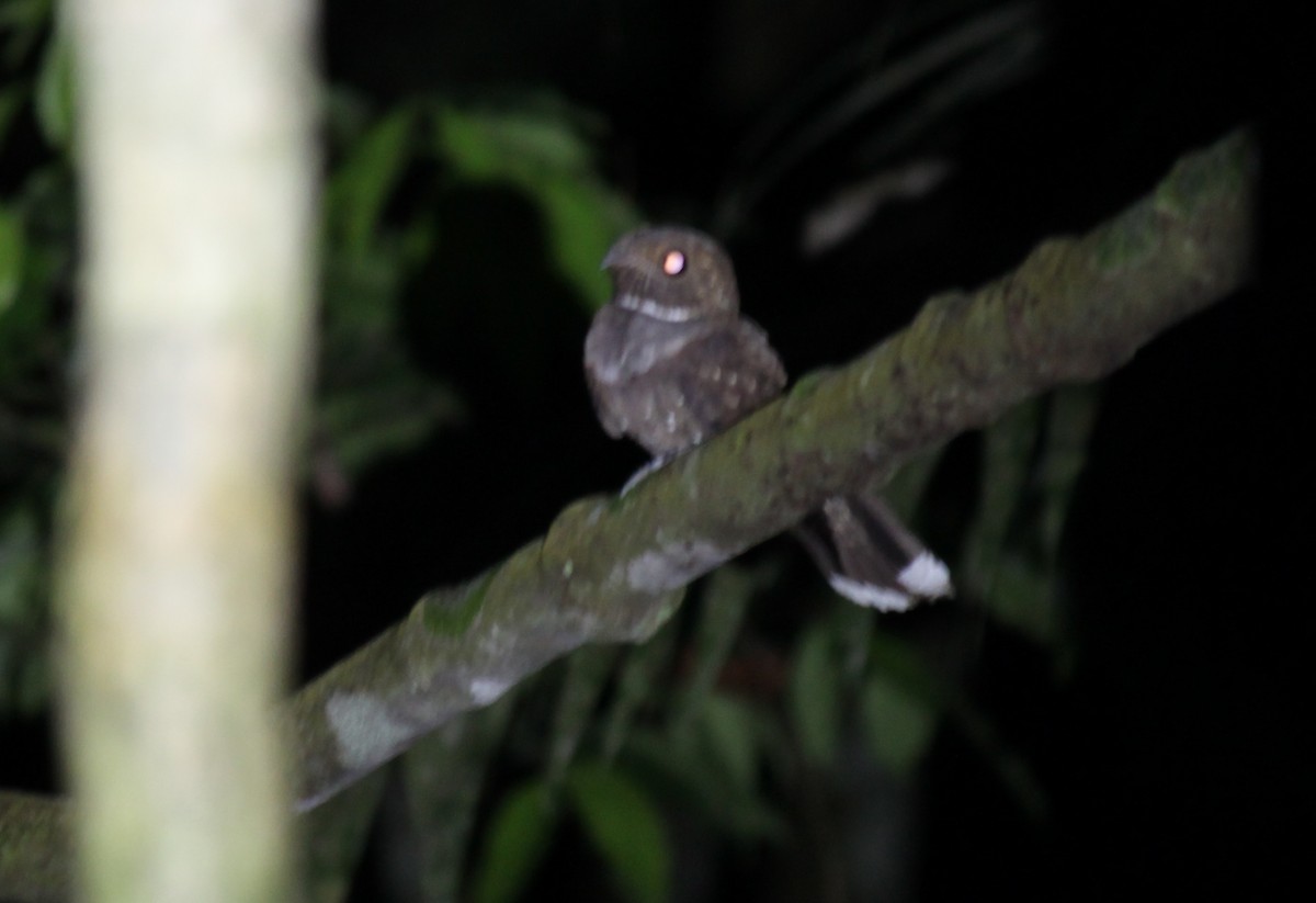 Ocellated Poorwill - Stephan Lorenz