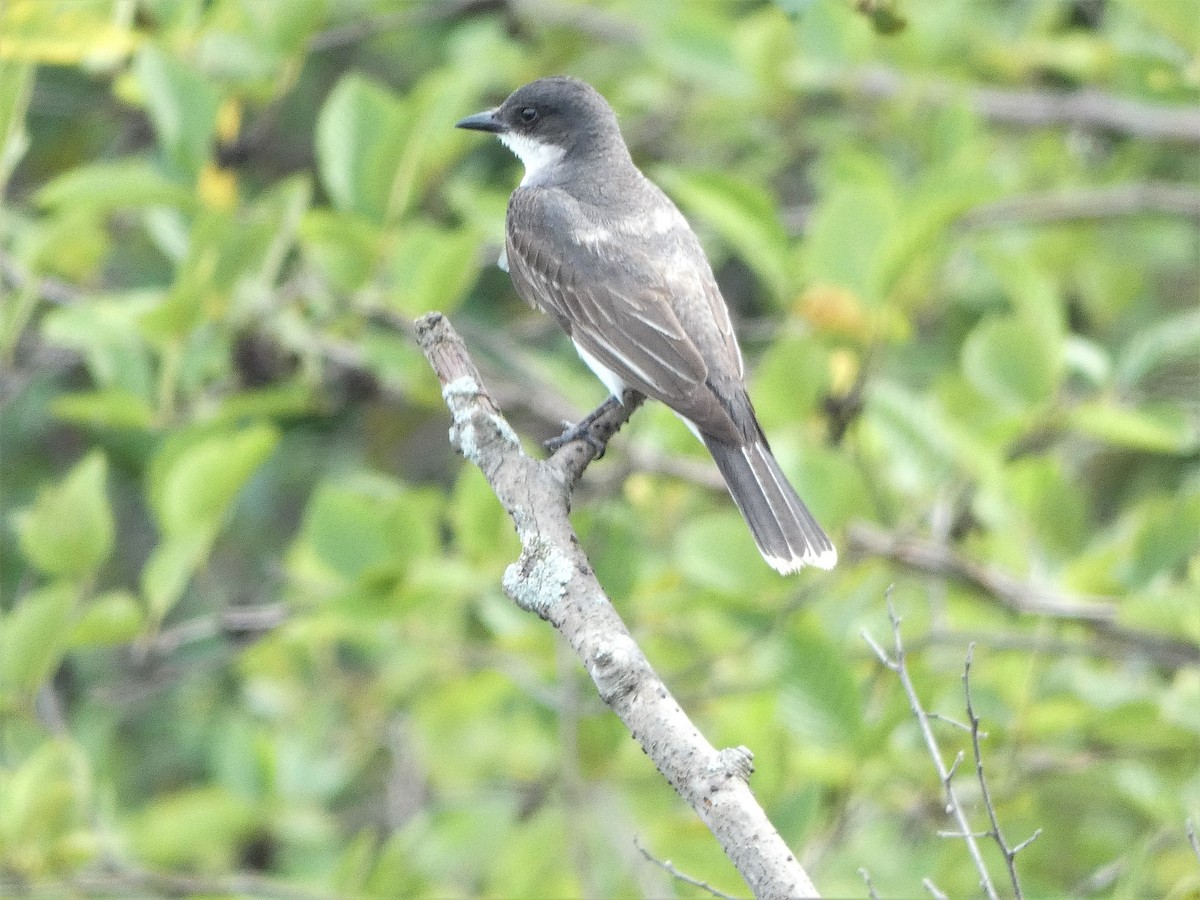 Eastern Kingbird - ML251970381