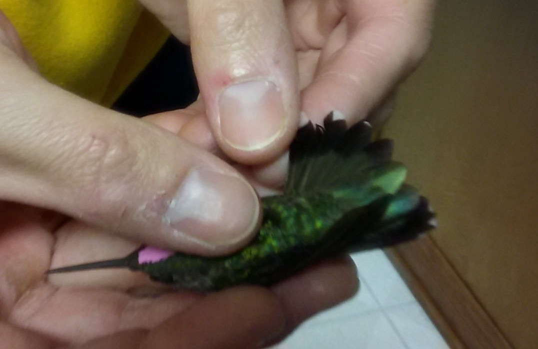 Ruby-throated Hummingbird - ML25197091