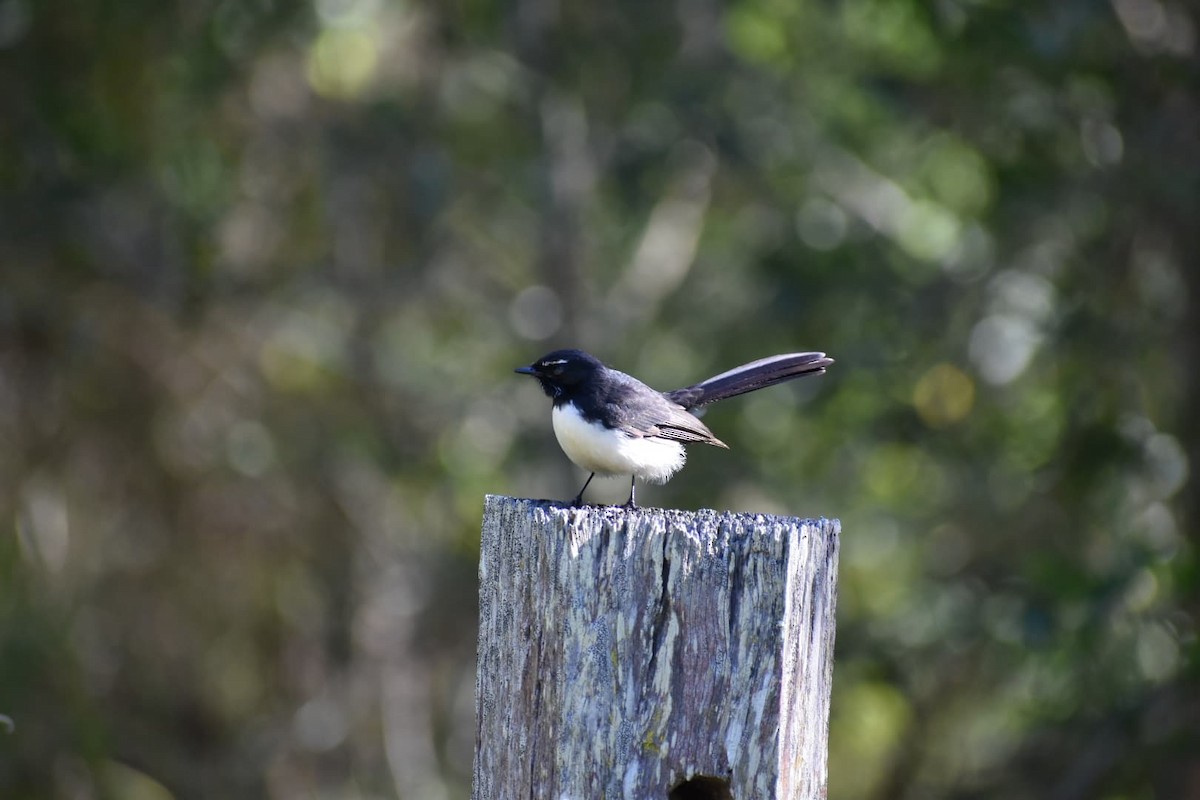 Willie-wagtail - Dan Pagotto