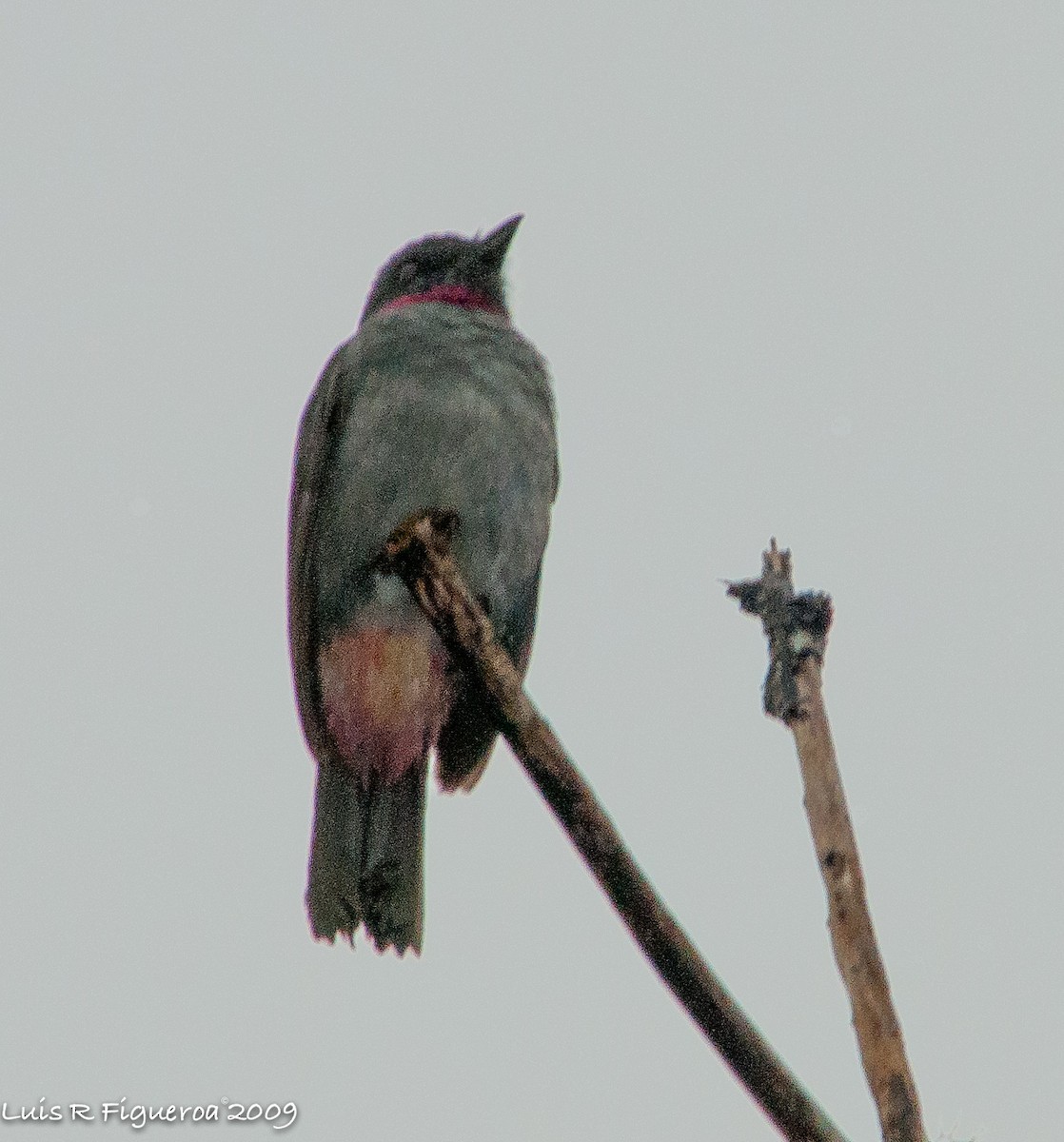 Rose-collared Piha - Luis R Figueroa