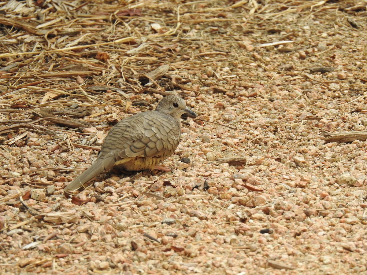 Inca Dove - Jennifer Linde