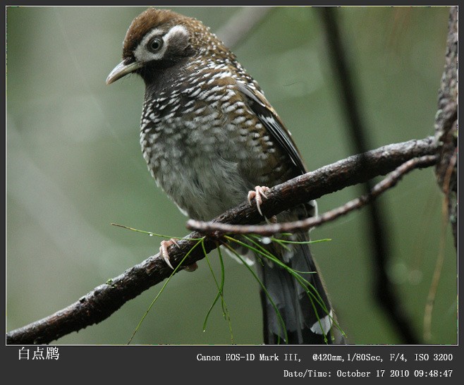 Biet's Laughingthrush - Qiang Zeng