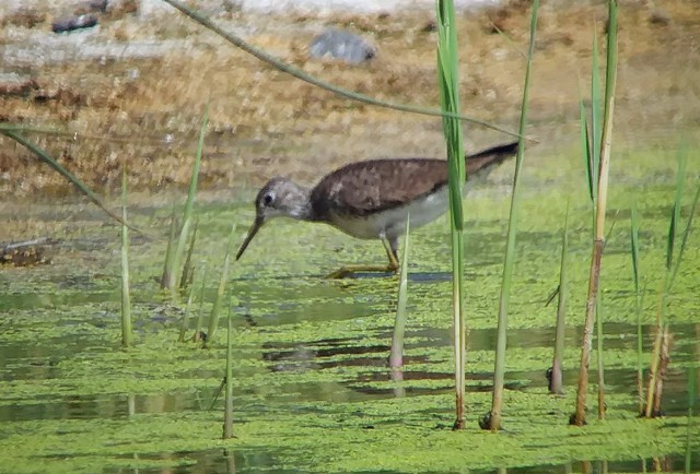 Solitary Sandpiper - Kristin Purdy