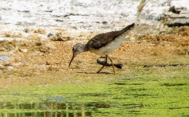 Solitary Sandpiper - ML251977201