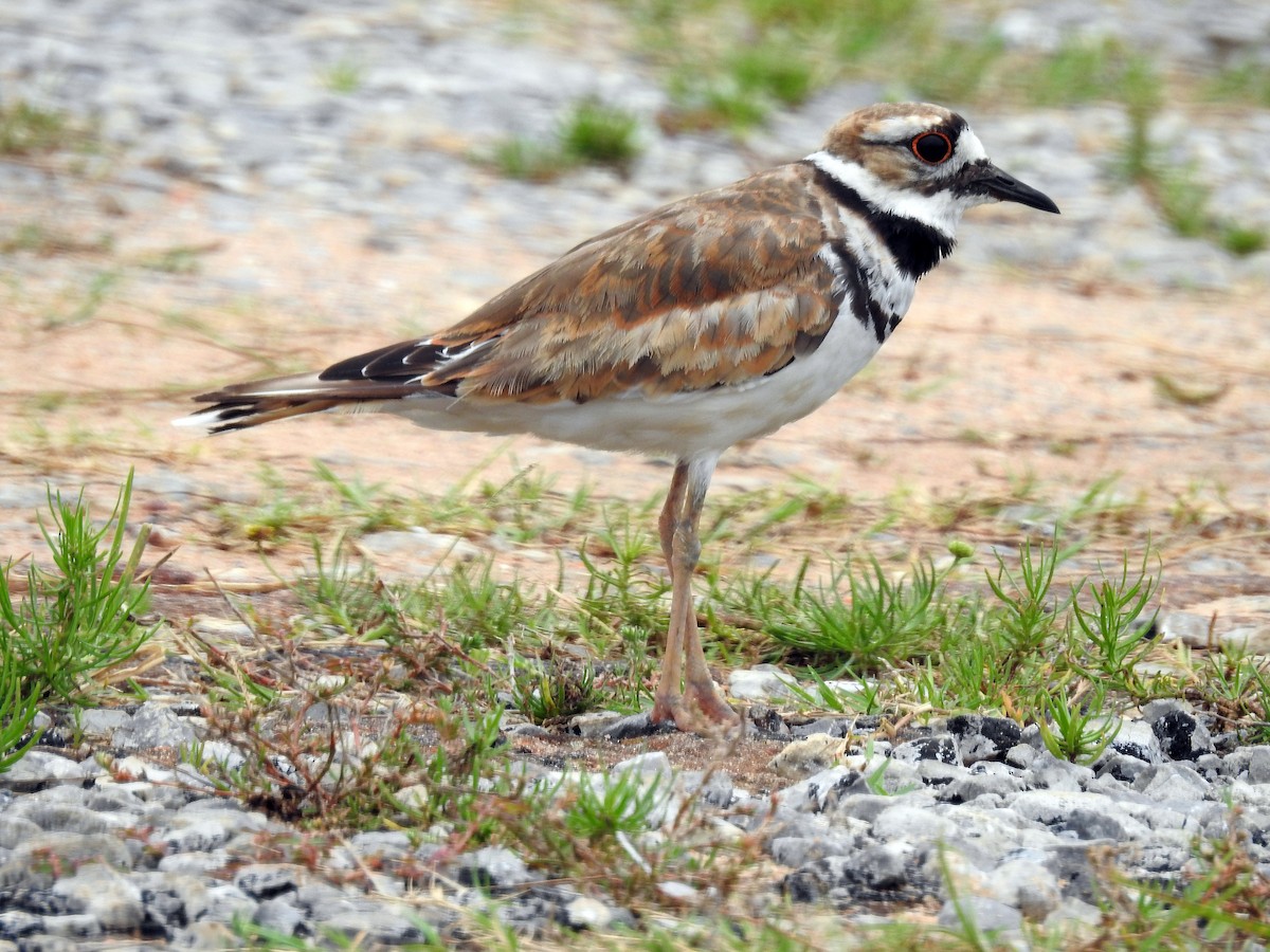 Killdeer - Susan Grantham