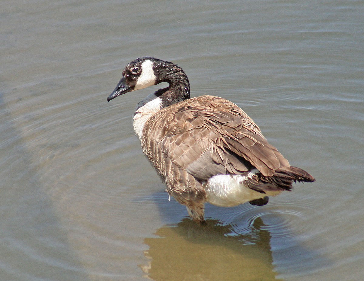 Canada Goose - ML251979721