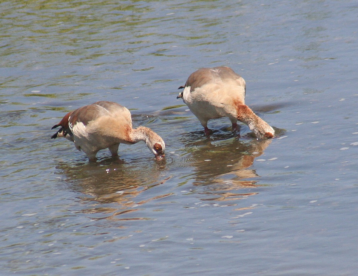 Egyptian Goose - ML251979771