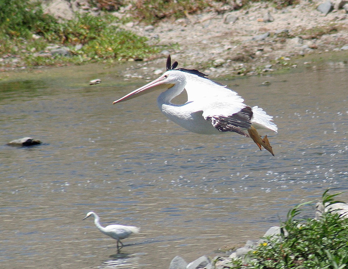 American White Pelican - ML251980191