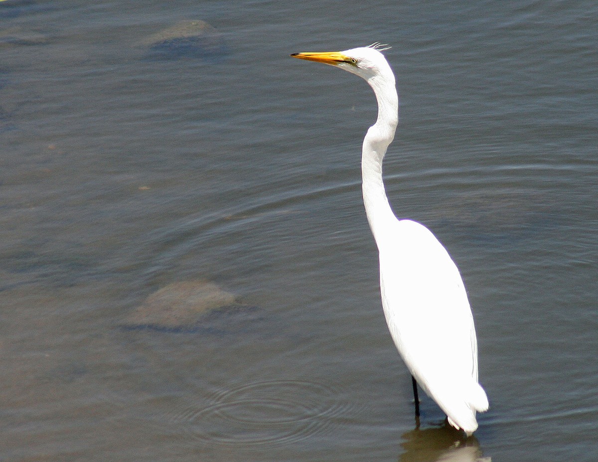 Great Egret - ML251980211