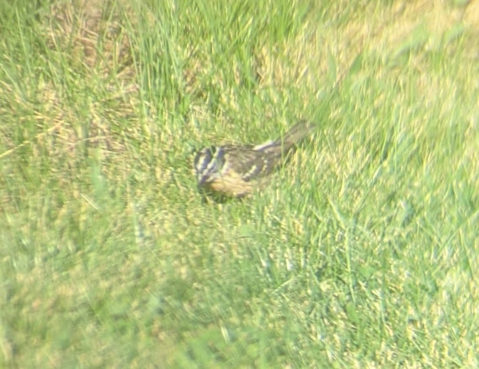 Black-headed Grosbeak - ML251981671