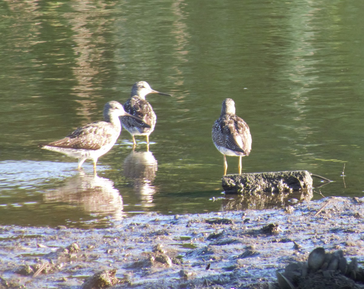 Greater Yellowlegs - Adelia Honeywood