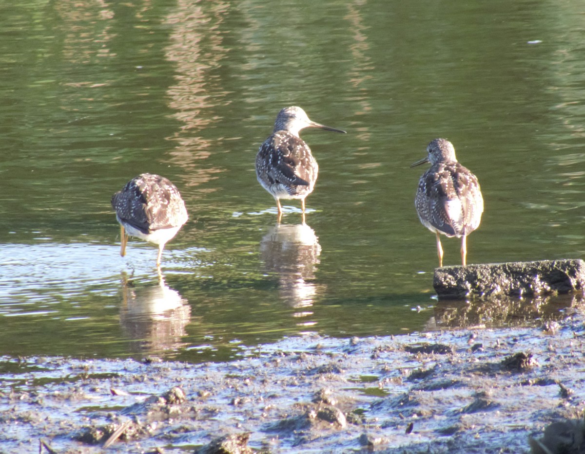 Greater Yellowlegs - Adelia Honeywood