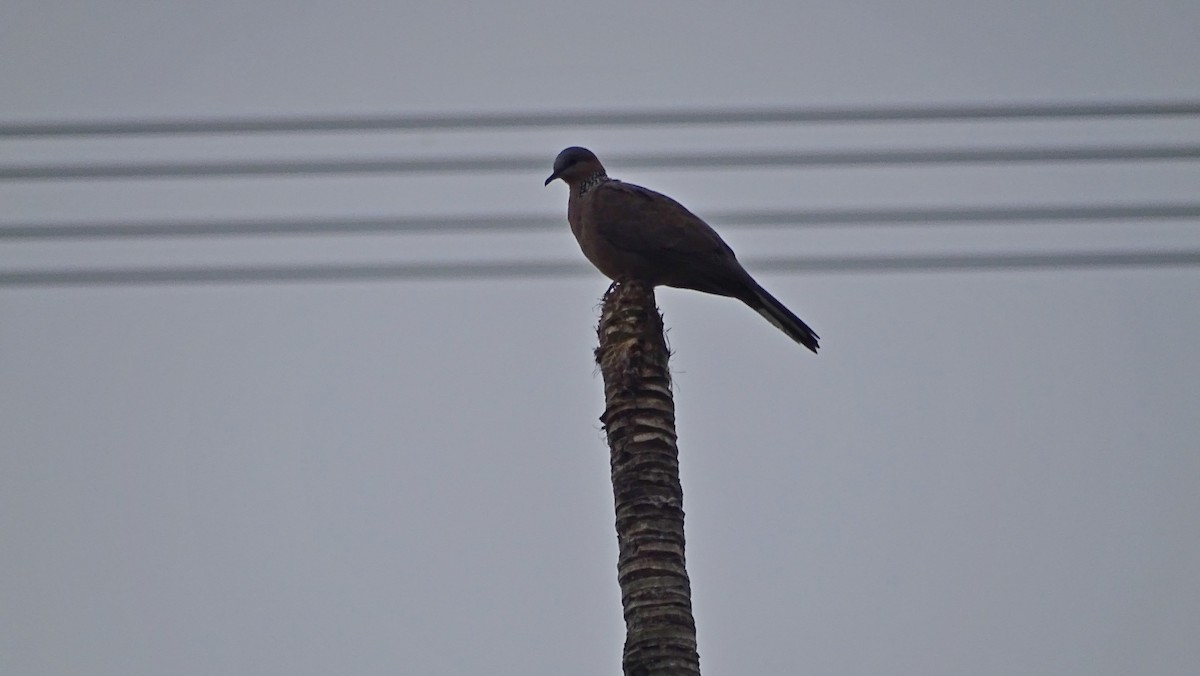 Spotted Dove - ML251982311