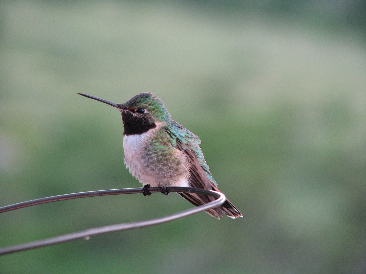 Broad-tailed Hummingbird - Lauren Udey