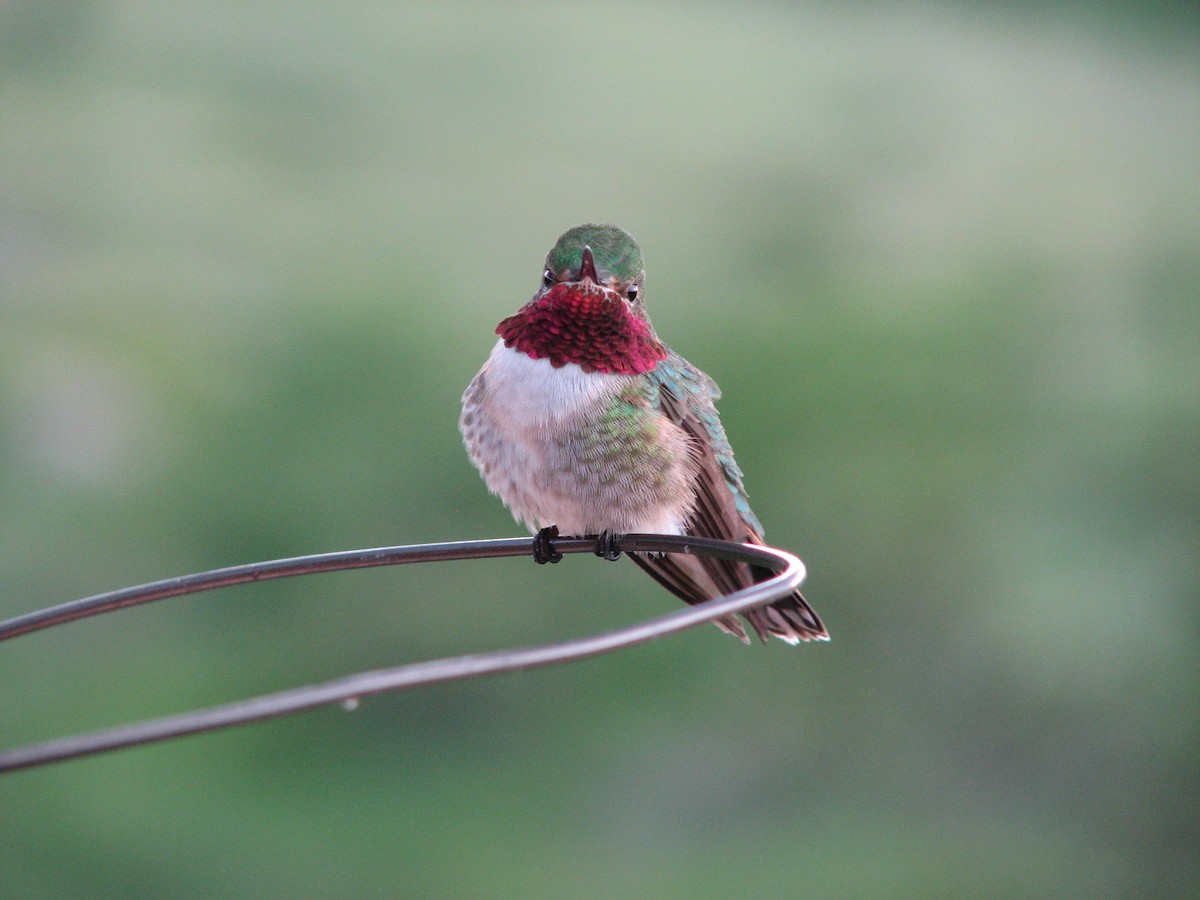 Geniş Kuyruklu Kolibri - ML251982441