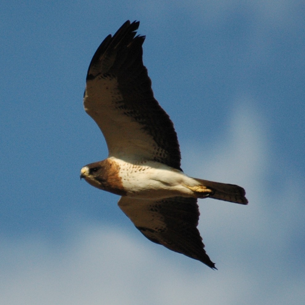 Swainson's Hawk - ML251982511