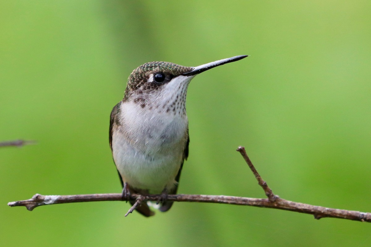 Ruby-throated Hummingbird - ML251982911