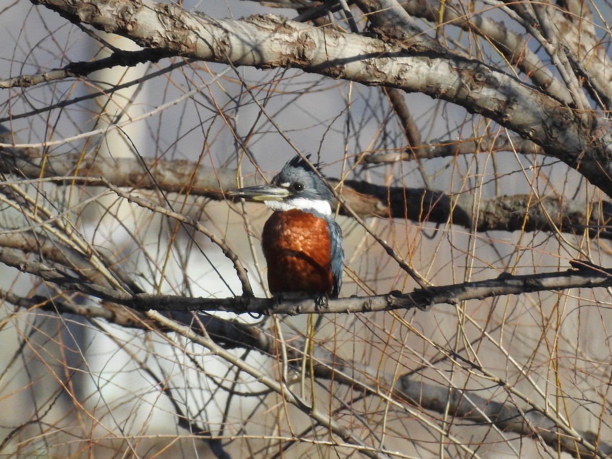 Ringed Kingfisher - ML251983101